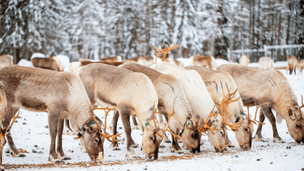 fattoria-di-renne-in-Finlandia
