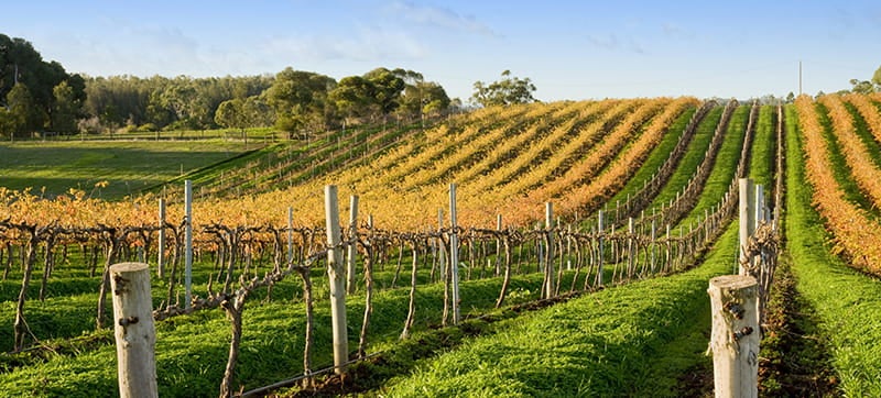 Car Hire in Mudgee