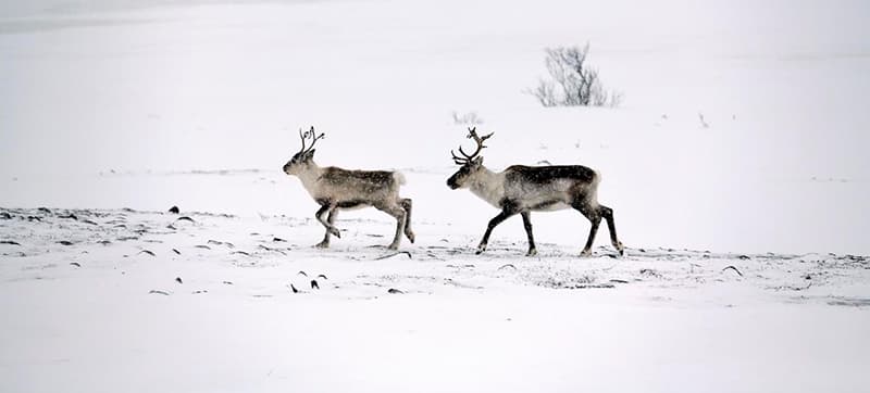Waarom Autohuur in Lakselv?