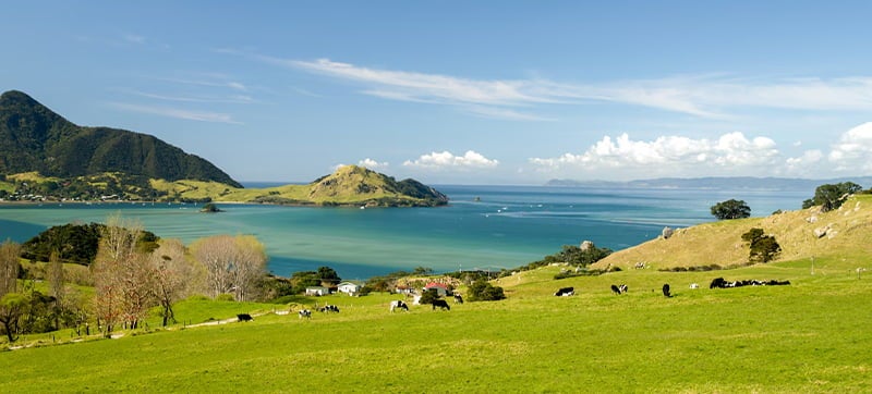 Cheap Araç Kiralama in Whangarei Havalimani