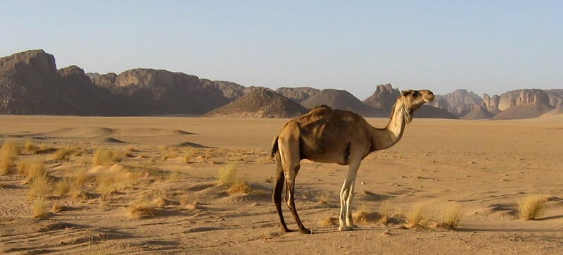 تأجير السيارات في القيصومة